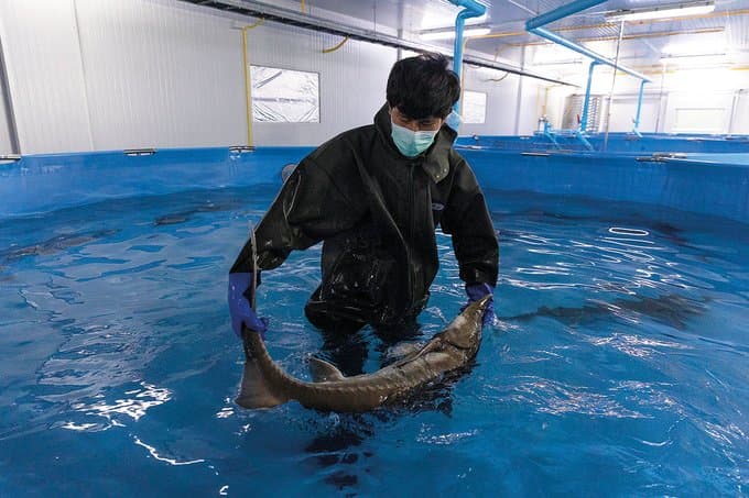 Thai Sturgeon Farm